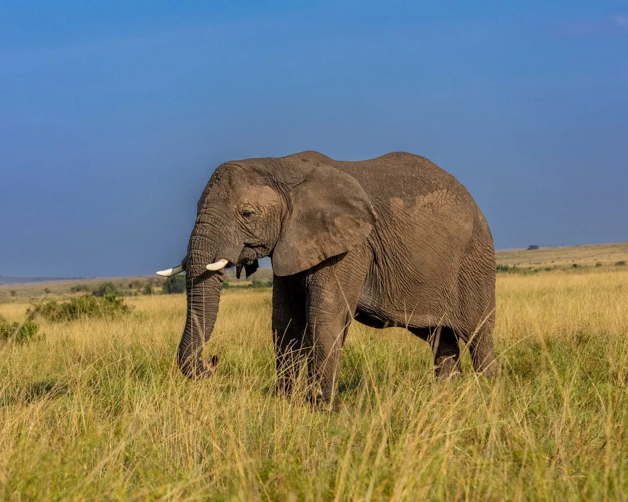 Elephant on the Maasai Mara plains near Oltukai Mara Camp